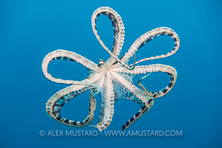 Swimming Mimic Octopus, Indonesia
