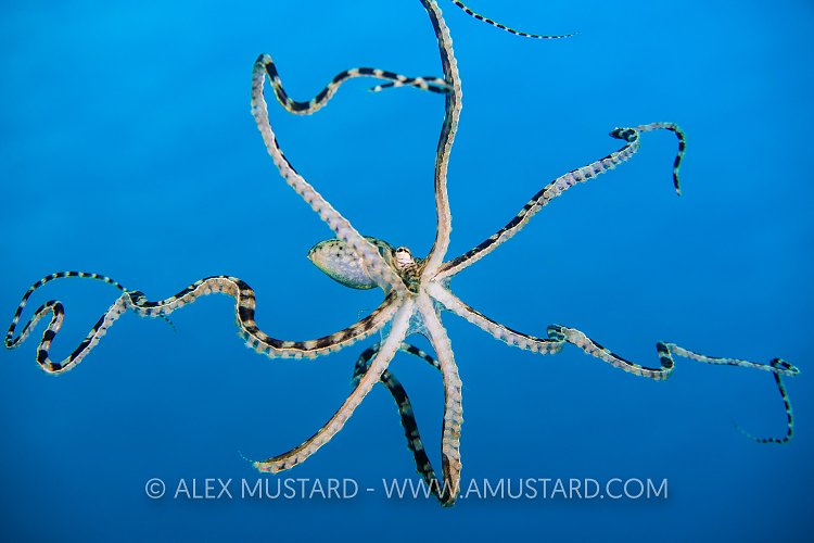 Swimming Mimic Octopus, Indonesia