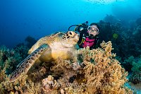 Green Turtle Not So Herbivorous. Egypt