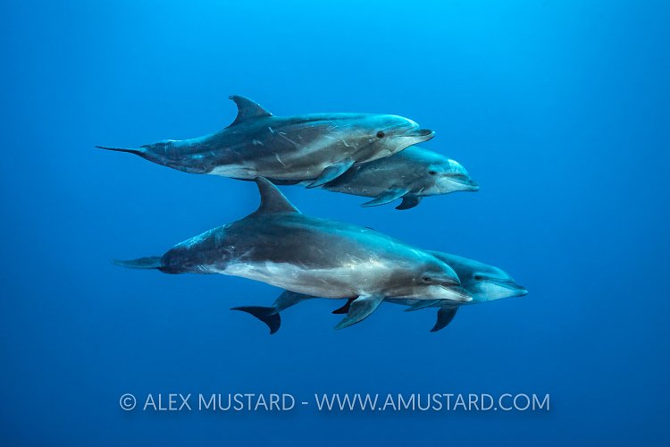 Dolphins On The Move. Galapagos