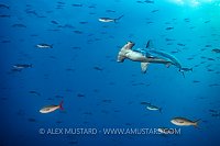 Hammerhead And Creolefish. Galapagos