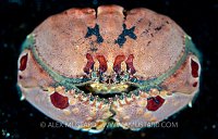 Box Crab Portrait. Indonesia