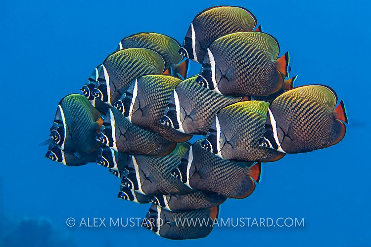 Collared Butterflyfish. Maldives
