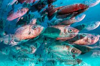 Bigeye Zoom. Maldives