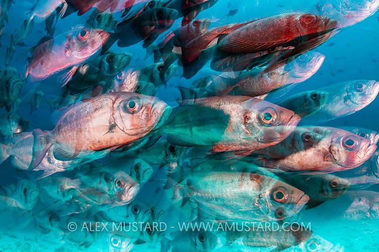 Bigeye Zoom. Maldives