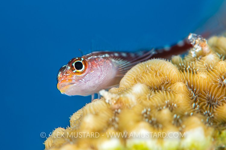 Maldives Triplefin. Maldives