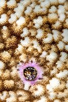 Coral Hermit. Maldives