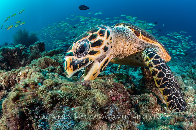 Turtle Snack On Reef. Maldives