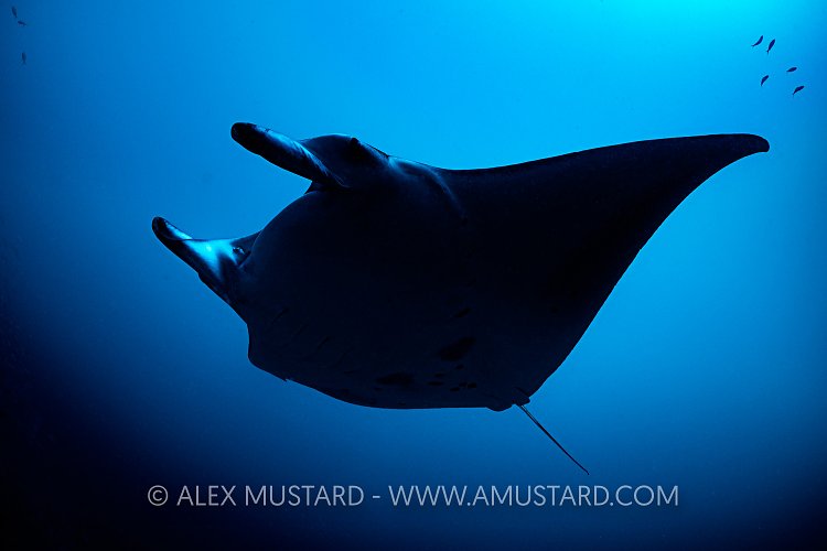 Manta Silhouette. Maldives