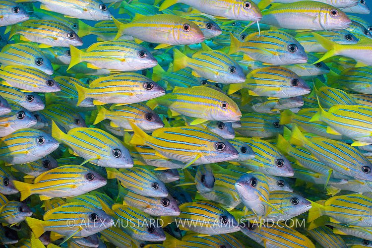 Hiding In Plain Sight. Maldives