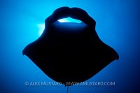 I am Batman! Maldives