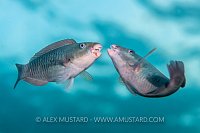 Parrotfish Argument. Maldives.