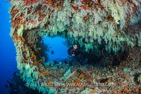 Diver With Soft Corals. Maldives