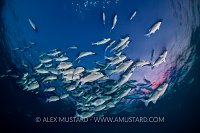 Chub School. Maldives