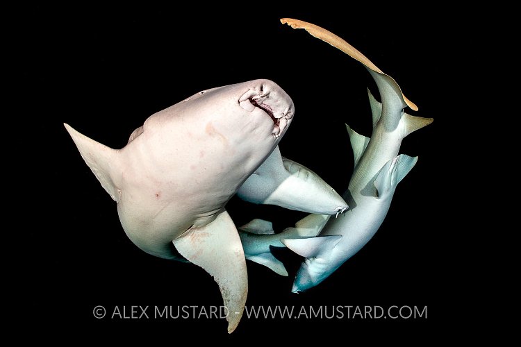 Nurse Shark Group. Maldives