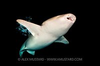 Nurse Shark At Night. Maldives
