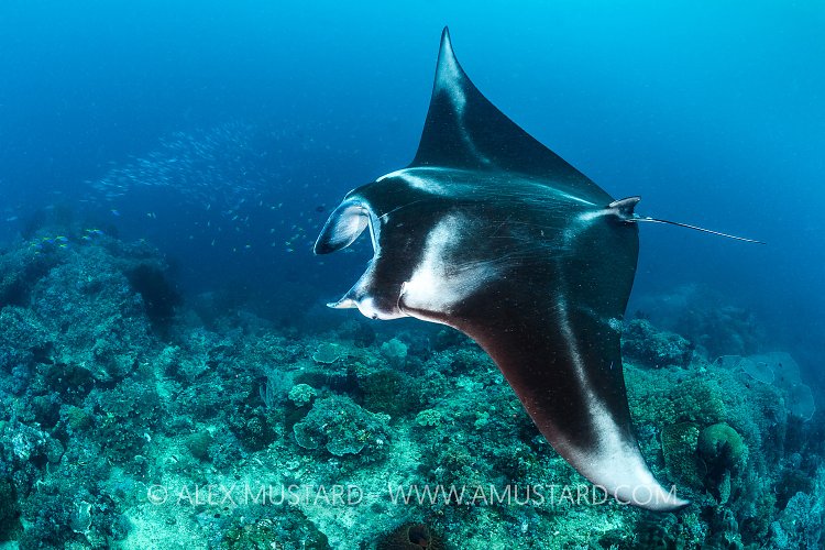 Manta Pass. Indonesia