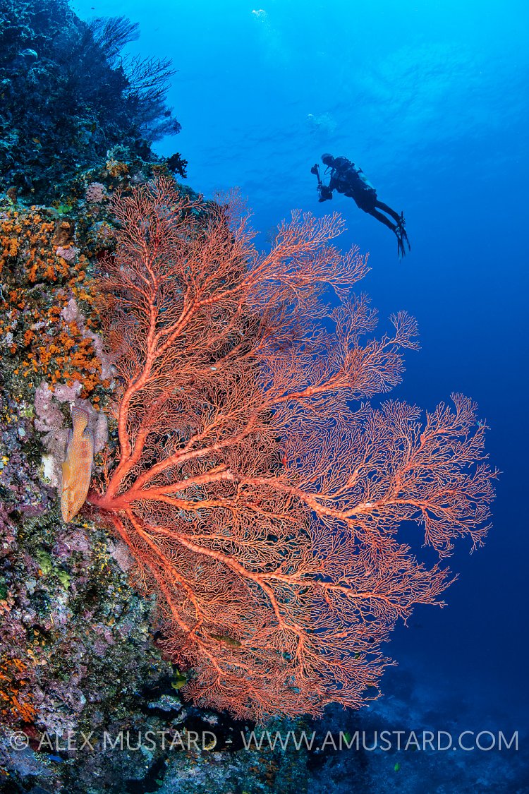 Seafan, grouper and diver. Indonesia
