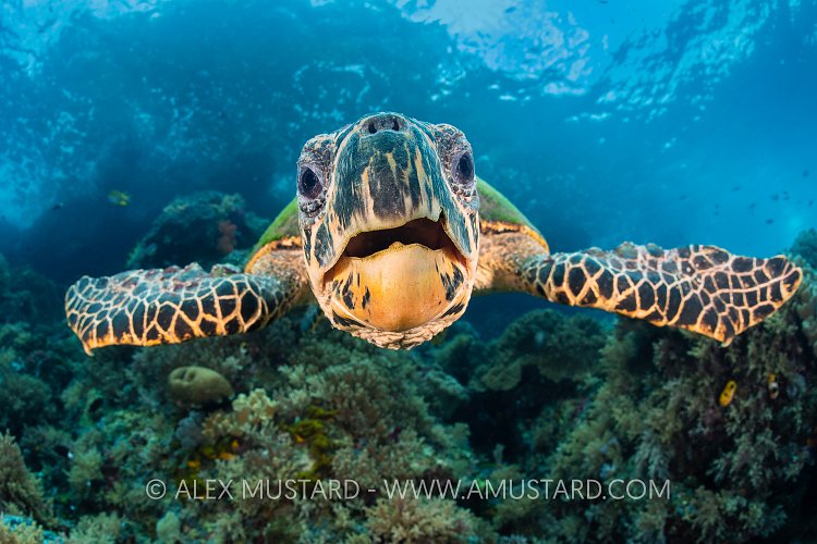 Hawksbill Grin. Indonesia