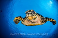 Turtle In Blue. Indonesia