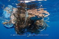 Trapped Turtle. Sri Lanka