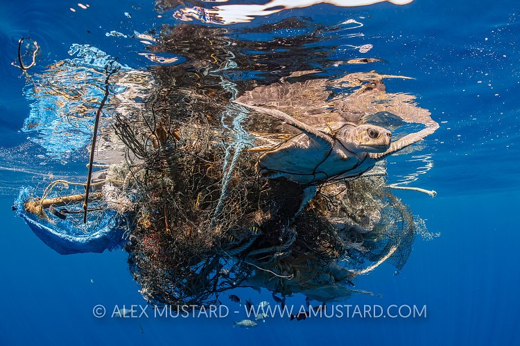 Trapped Turtle. Sri Lanka