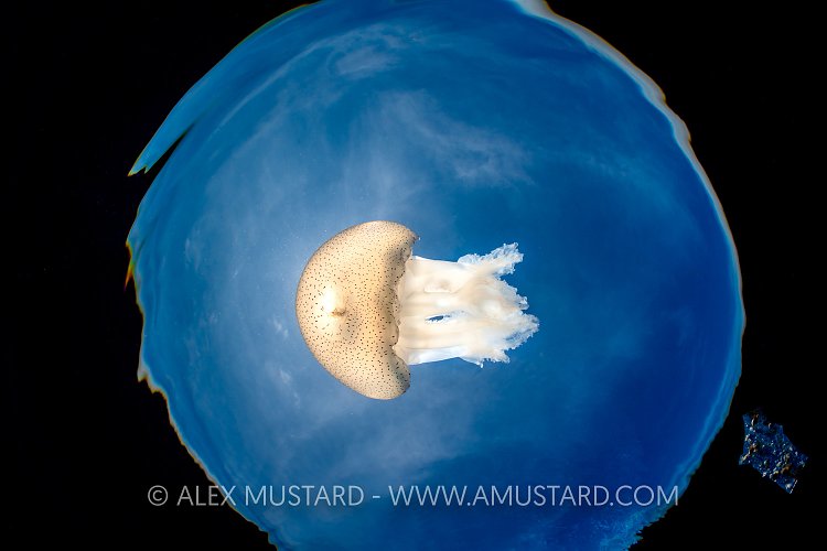 Jellyfish In Snell's Window. Sri Lanka