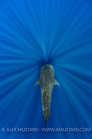 Whale Shark In Beams. Sri Lanka