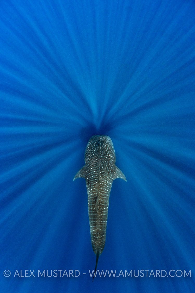 Whale Shark In Beams. Sri Lanka