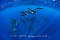 False Killer Whales. Sri Lanka