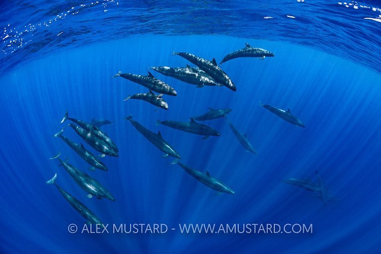 False Killer Whales. Sri Lanka