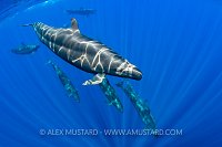 False Killer Whales. Sri Lanka