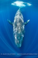 Blue Whale. Sri Lanka