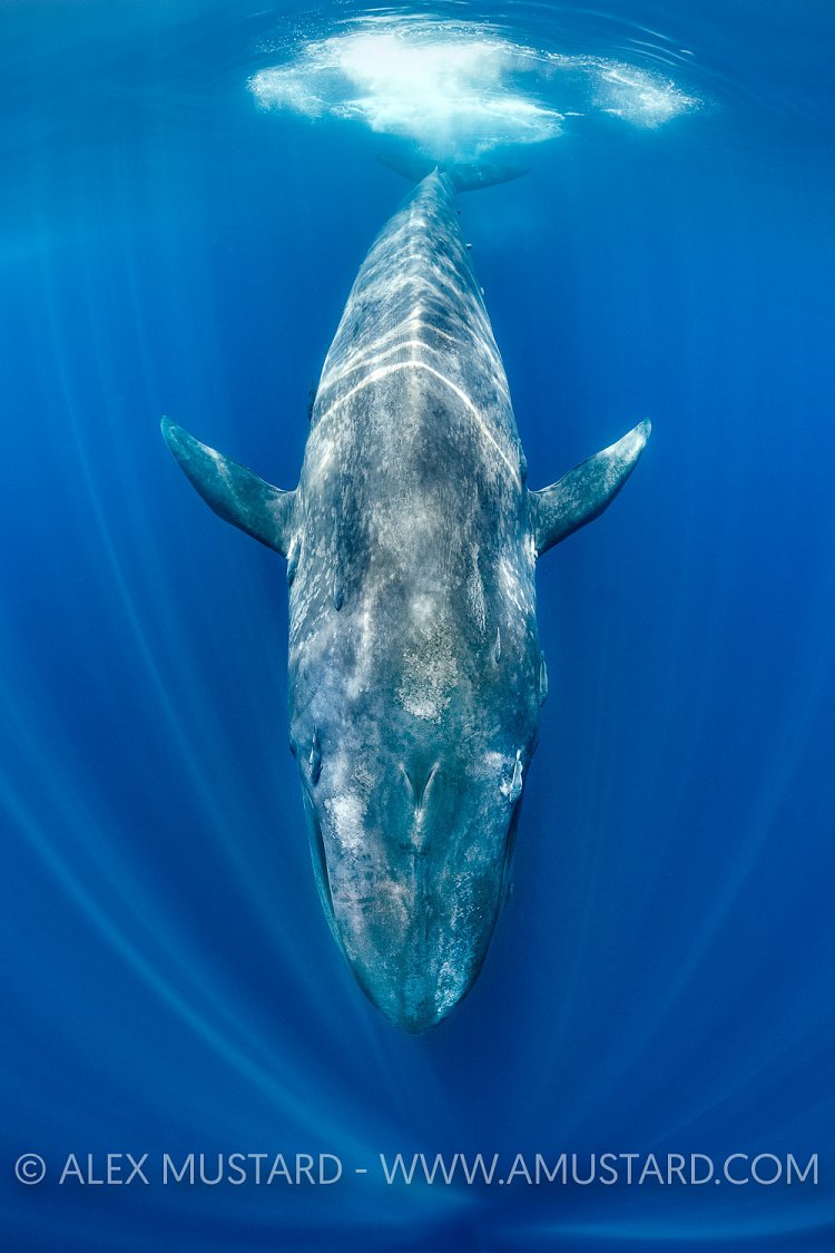 Blue Whale. Sri Lanka
