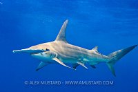 Great Hammerhead. Bahamas