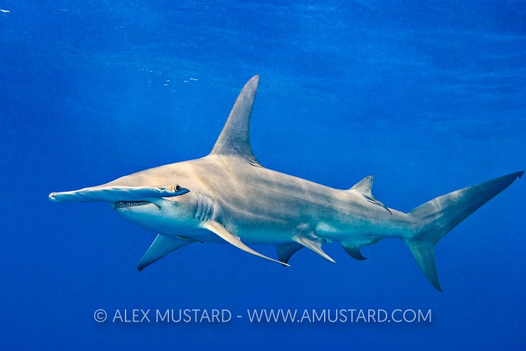Great Hammerhead. Bahamas