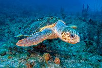 Loggerhead. Bahamas
