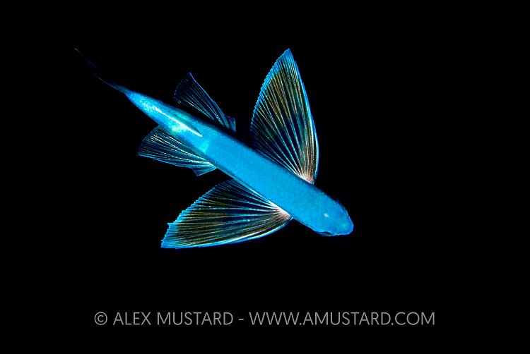 Flying Fish. Bahamas