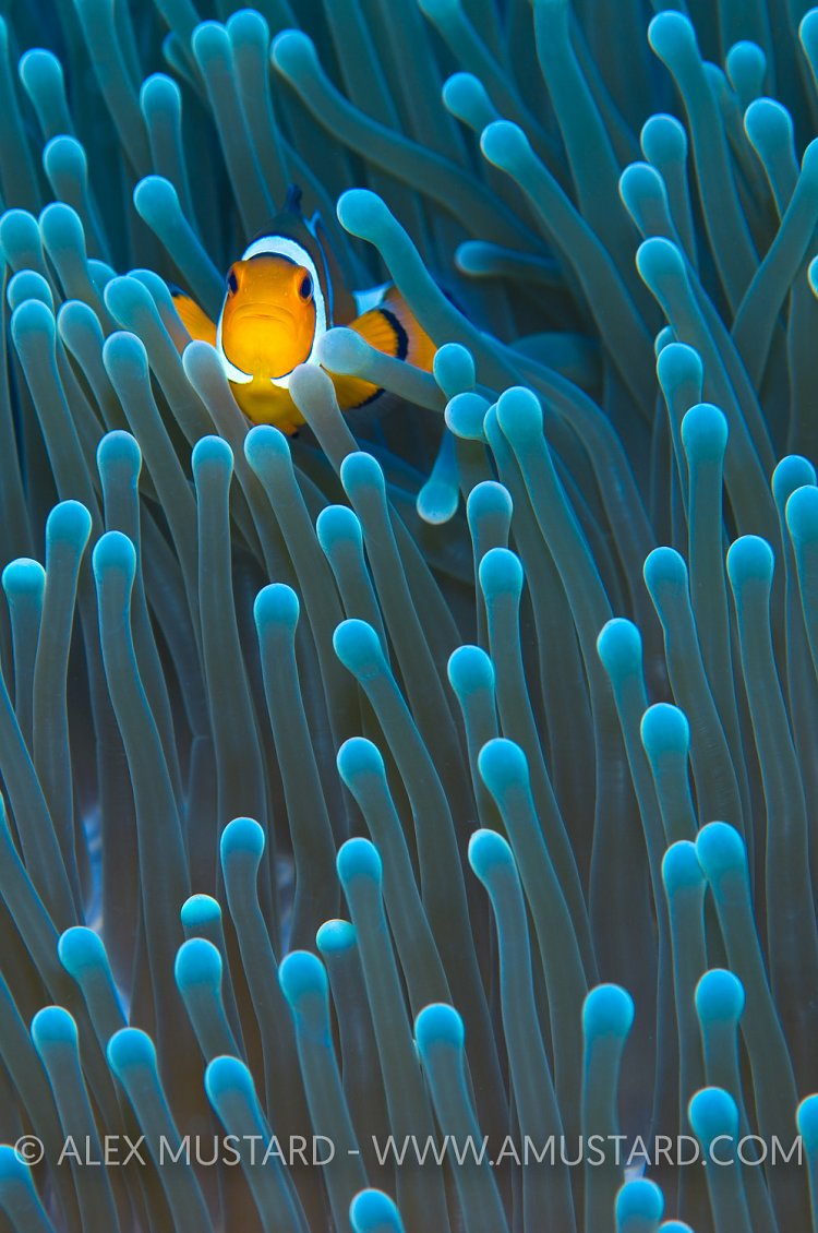 Anemonefish In Blue. Indonesia
