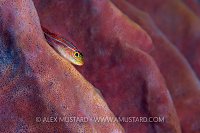 Neon triplefin. Bali, Indonesia.