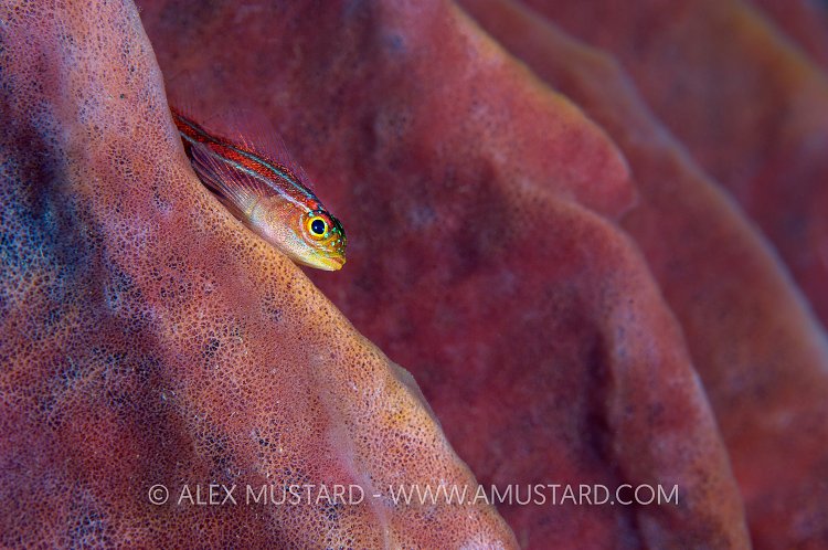 Neon triplefin. Bali, Indonesia.