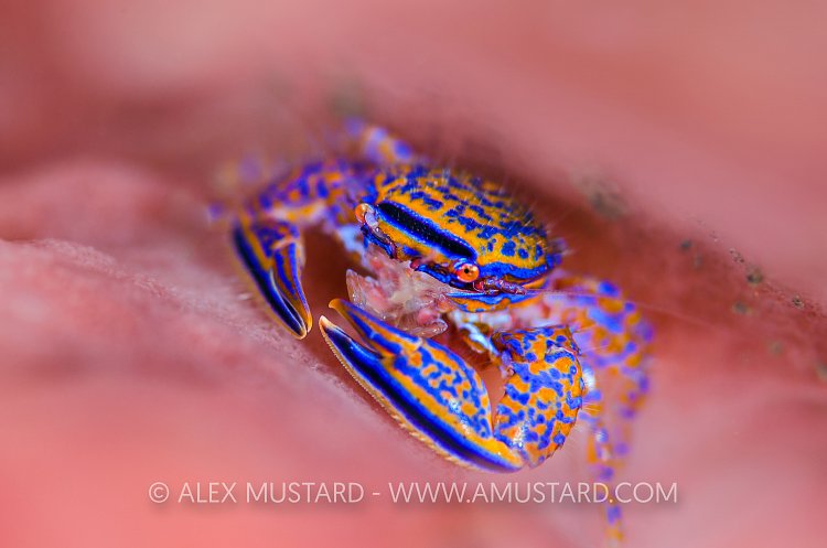 Porcelain Jewel. Bali, Indonesia