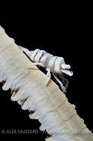 Whip Coral Shrimp. Bali, Indonesia