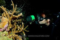 Watching Coral Spawning. Cayman Islands