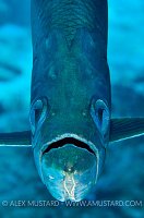 Tarpon Portrait. Cayman Islands