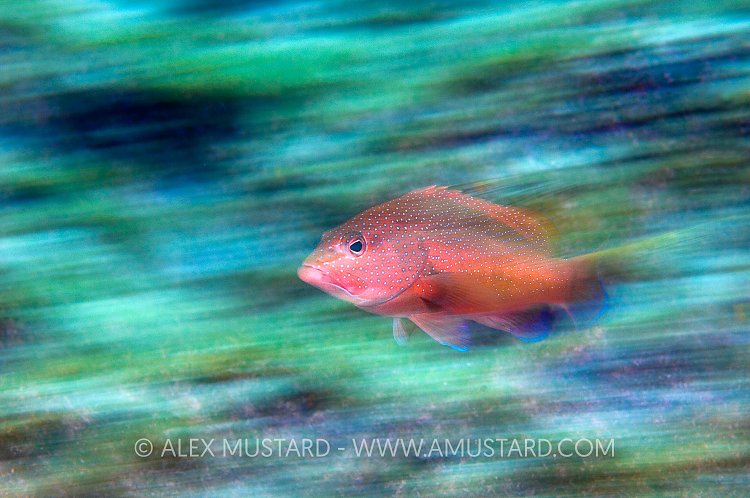 Coney Blur. Cayman Islands
