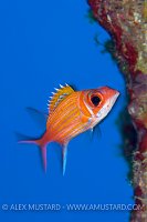 Squirrelfish. Cayman Islands