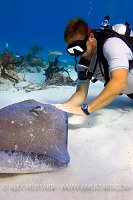 Stingray Stroke. Cayman Islands