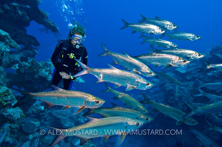 Diving With Tarpon. Cayman Islands