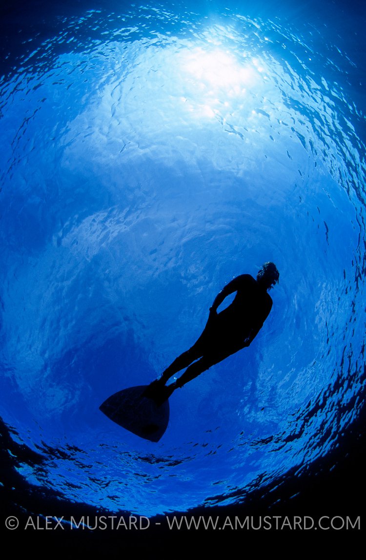 A snorkeller at the surface with a monofin. Dahab, Sinai, Egypt. Gulf of Aqaba, Red Sea.
Model released.